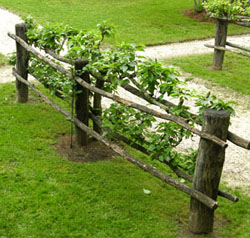 Fig. 4, Cordoned fruit trees at Mt. Vernon